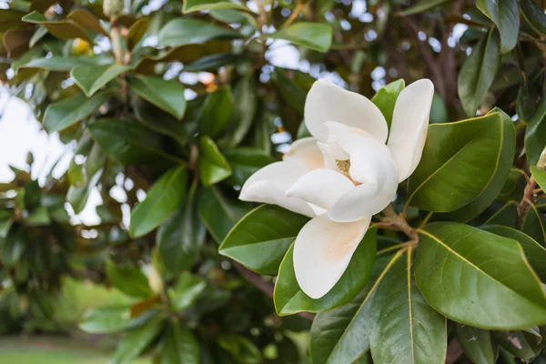 Photo of magnolia flower